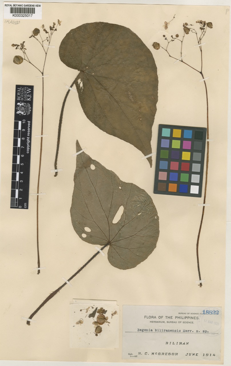 B. biliranensis